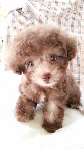 6 Taiwan Poodle Silver Beige &amp; Mka - Poodle Dog