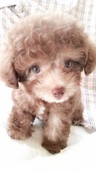 6 Taiwan Poodle Silver Beige &amp; Mka - Poodle Dog