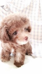 6 Taiwan Poodle Silver Beige &amp; Mka - Poodle Dog