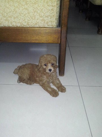 Daisy - Poodle Dog