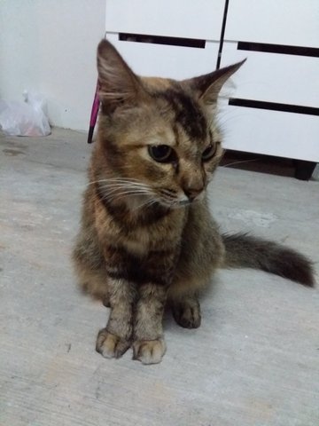 Bushy - Domestic Long Hair Cat