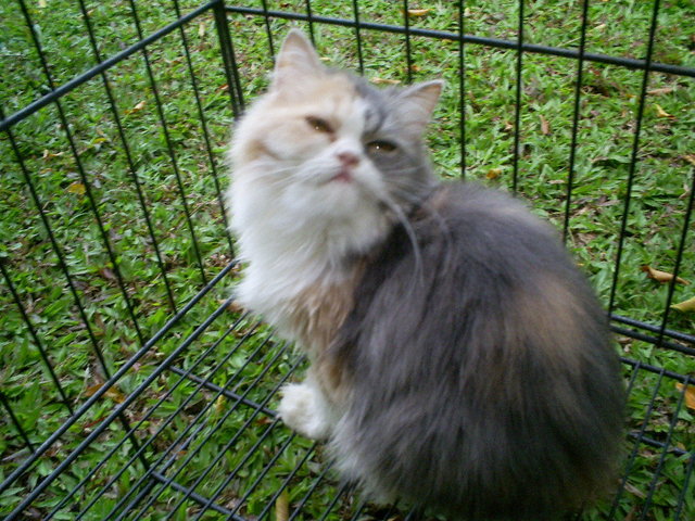 Dilute Calico Female - Persian Cat