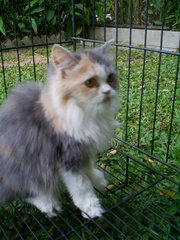 Dilute Calico Female - Persian Cat