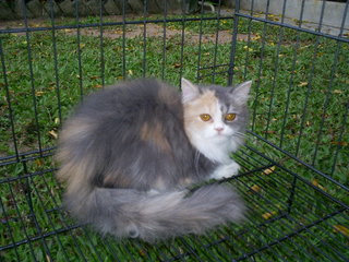 Dilute Calico Female - Persian Cat