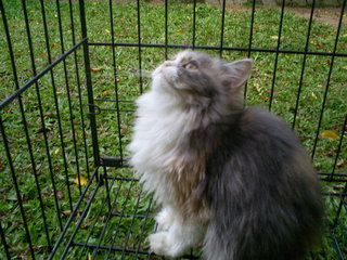 Dilute Calico Female - Persian Cat