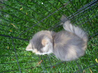 Dilute Calico Female - Persian Cat