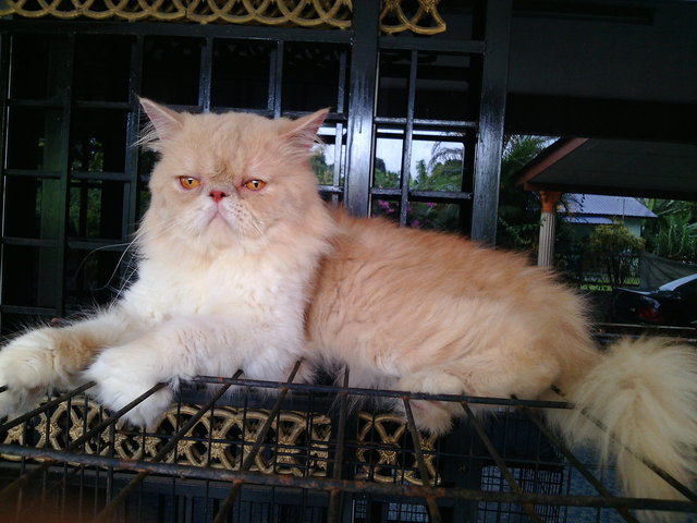 Bb Boy - Persian Cat