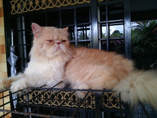 Bb Boy - Persian Cat