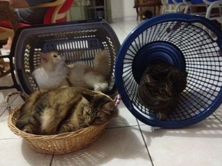 im the one in the blue basket.. :)