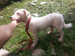 Pitbull White - American Staffordshire Terrier Dog