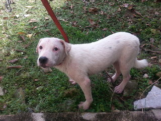 Pitbull White - American Staffordshire Terrier Dog