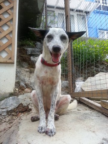 Roxy M. Sandalmatian - Dalmatian Mix Dog