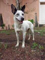 Roxy M. Sandalmatian - Dalmatian Mix Dog