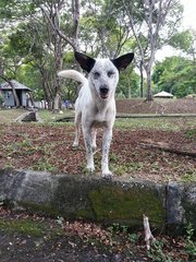 Roxy M. Sandalmatian - Dalmatian Mix Dog