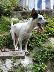 Roxy M. Sandalmatian - Dalmatian Mix Dog