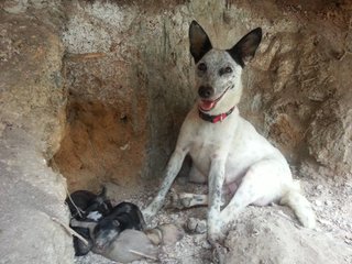 Roxy M. Sandalmatian - Dalmatian Mix Dog