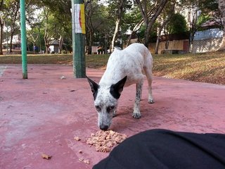 Roxy M. Sandalmatian - Dalmatian Mix Dog