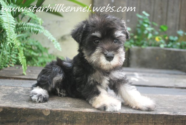 Min.schnauzer Puppy With Mka (M10) - Schnauzer Dog