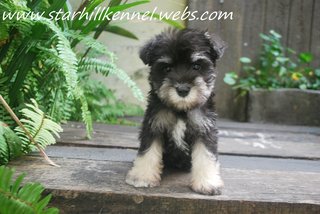 Min.schnauzer Puppy With Mka (M10) - Schnauzer Dog