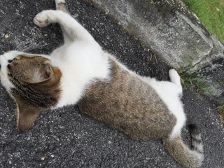 Usj5, Subang Jaya - Singapura Cat