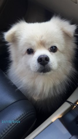 Sunny - Pomeranian Mix Dog