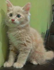 Marcus - Maine Coon + Domestic Long Hair Cat