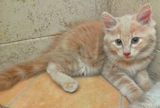 Marcus - Maine Coon + Domestic Long Hair Cat