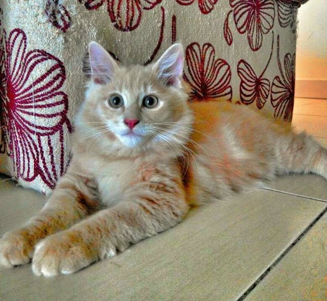 Marcus - Maine Coon + Domestic Long Hair Cat