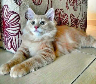 Marcus - Maine Coon + Domestic Long Hair Cat