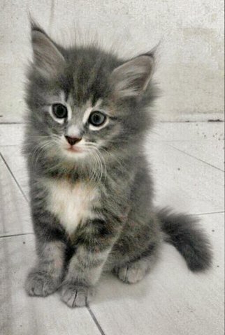 Mandy - Maine Coon + Domestic Long Hair Cat