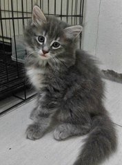 Mandy - Maine Coon + Domestic Long Hair Cat