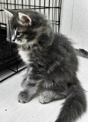 Mandy - Maine Coon + Domestic Long Hair Cat