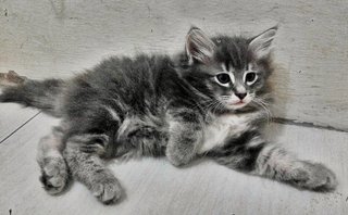 Mandy - Maine Coon + Domestic Long Hair Cat