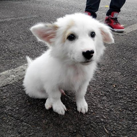 Yuki - Border Collie + Dalmatian Dog