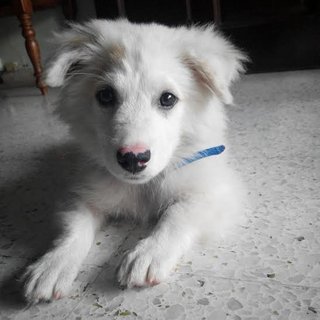 Yuki - Border Collie + Dalmatian Dog