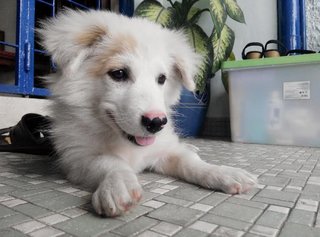 Yuki - Border Collie + Dalmatian Dog