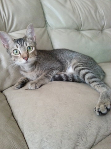 Kecik  - Domestic Short Hair Cat