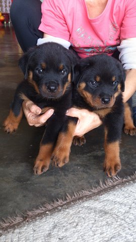 Rottweiler Puppies - Rottweiler Dog