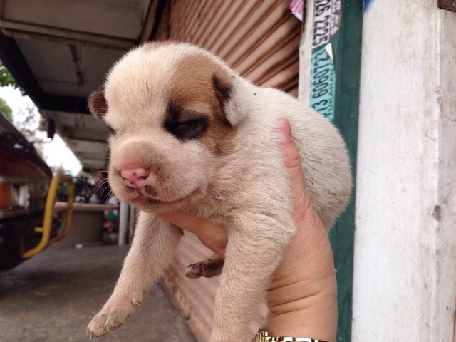 Sophia's Bunch - Mixed Breed Dog