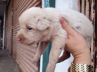 Sophia's Bunch - Mixed Breed Dog