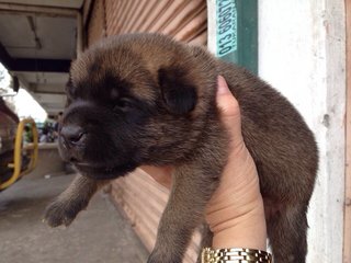 Sophia's Bunch - Mixed Breed Dog