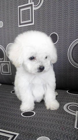 Home Breed Toy Poodle Puppiess - Poodle Dog