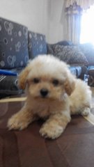 Home Breed Toy Poodle Puppiess - Poodle Dog