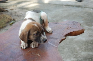 Teddi - Mixed Breed Dog