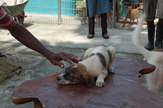 Teddi - Mixed Breed Dog