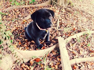 Mia - Mixed Breed Dog