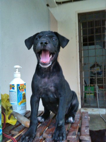 Girlie 2015 - Labrador Retriever Mix Dog