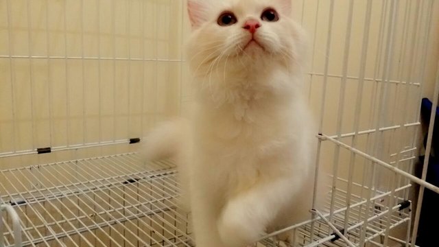 Female Semiflat Persian - Persian + Domestic Long Hair Cat