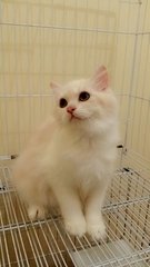 Female Semiflat Persian - Persian + Domestic Long Hair Cat