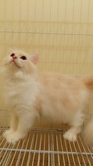 Female Semiflat Persian - Persian + Domestic Long Hair Cat